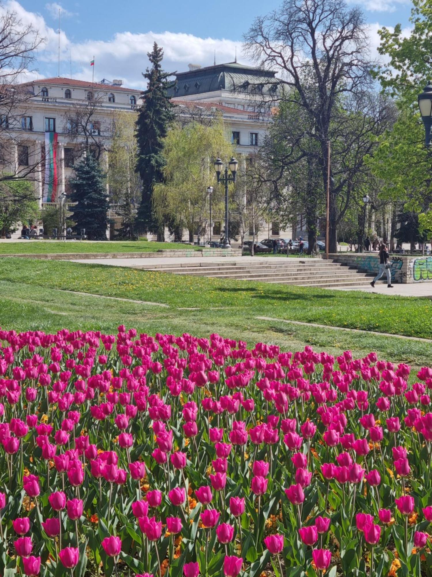 Tulip Dreamland Apartment Sofia Exterior photo